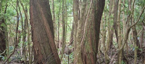  Land in Praia da Vitoria, Portugal No. 195502 23