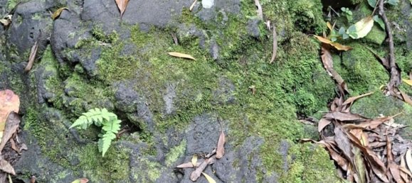  Land in Praia da Vitoria, Portugal No. 195502 22