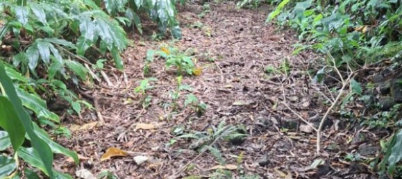  Land in Praia da Vitoria, Portugal No. 195502 9