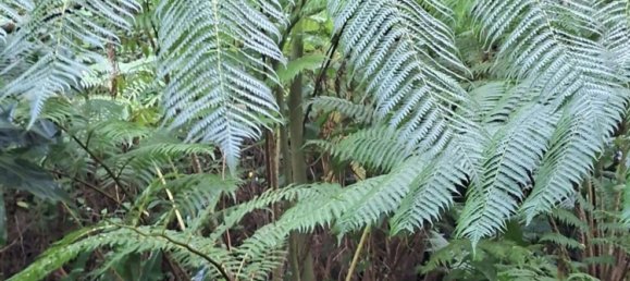  Land in Praia da Vitoria, Portugal No. 195502 7