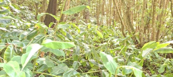  Land in Praia da Vitoria, Portugal No. 195502 11