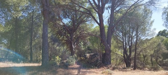 18000m² Land in Piedralaves, Spain No. 100078 6