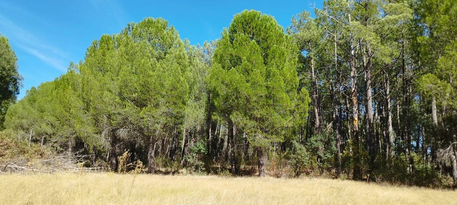  قطعة أرض في Piedralaves, Spain 18000متر مربع رقم 100078