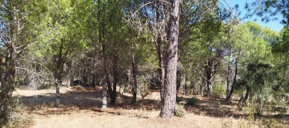 18000m² Land in Piedralaves, Spain No. 100078 8