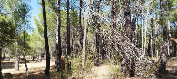 18000m² Land in Piedralaves, Spain No. 100078 9