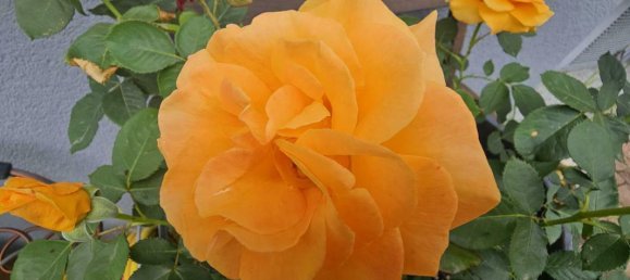 5 rooms House in Bad Radkersburg, Austria No. 134339 14