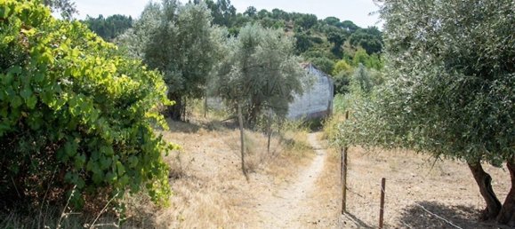 4 bedrooms House in Chamusca, Portugal No. 186170 9