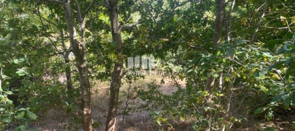 12000m² Land in Amarante, Portugal No. 59380 12