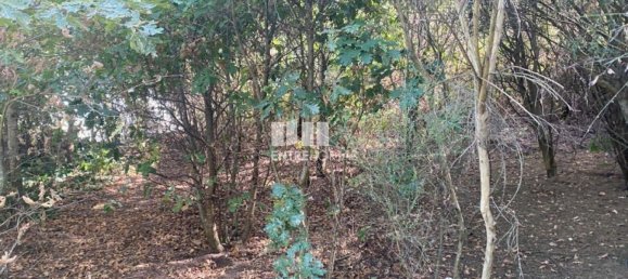 12000m² Land in Amarante, Portugal No. 59380 9