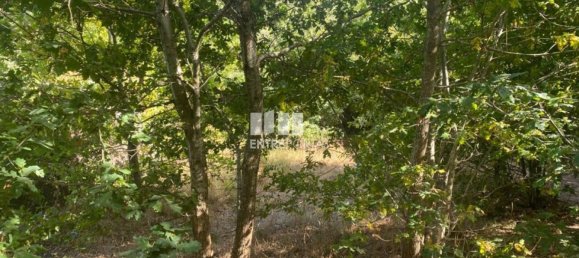 12000m² Land in Amarante, Portugal No. 59380 3