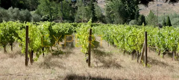 20 bedrooms Hotel in Abrunhosa a Velha, Portugal No. 41361 39