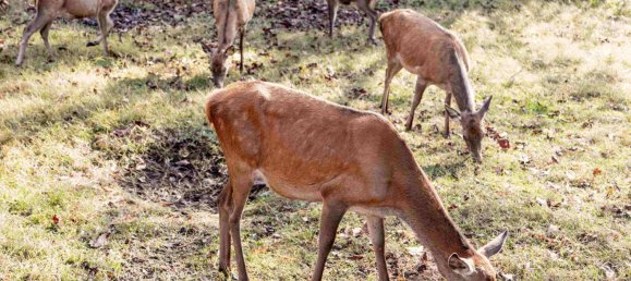 15 bedrooms Villa in Somma Lombardo, Italy No. 61125 14