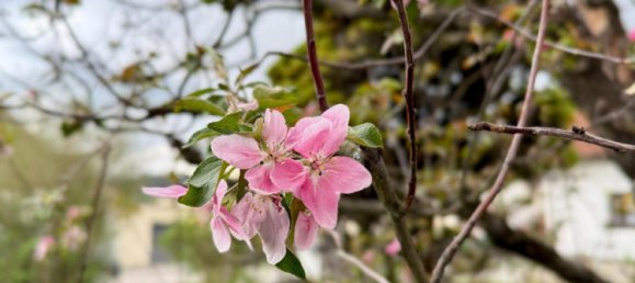2 غرف نوم منزل في Pernitz, Austria رقم 127427 27
