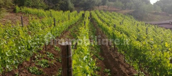 8 chambres Maison à Mamoiada, Italy No. 49830 7