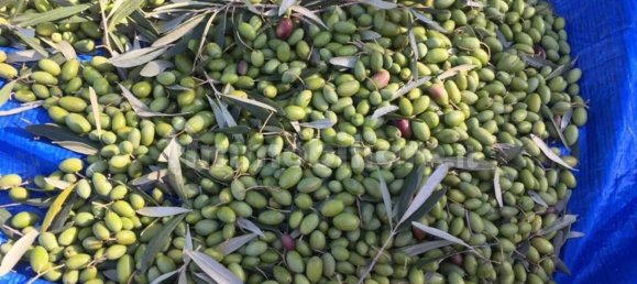 8 chambres Maison à Mamoiada, Italy No. 49830 12