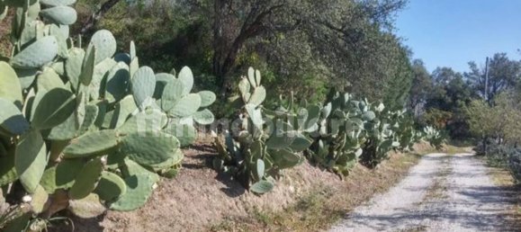 8 chambres Maison à Mamoiada, Italy No. 49830 34
