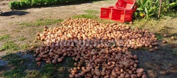 8 chambres Maison à Mamoiada, Italy No. 49830 10