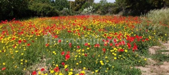 8 chambres Maison à Mamoiada, Italy No. 49830 22