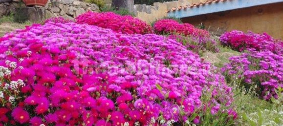 8 chambres Maison à Mamoiada, Italy No. 49830 46