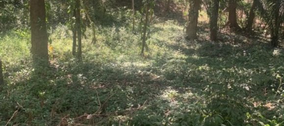 Земельный участок в Никоя, Коста-Рика № 1760 5