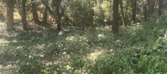 Земельный участок в Никоя, Коста-Рика № 1760 6