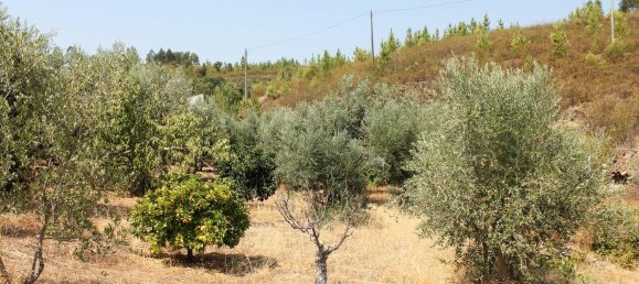 5 Schlafzimmer Haus in Proenca a Nova, Portugal, Nr. 345381 27