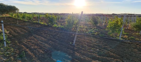 Grundstück in Bernalda, Italy 143603m², Nr. 68552 17