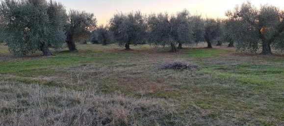 Grundstück in Bernalda, Italy 143603m², Nr. 68552 5