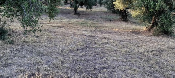 Terreno em Elis, Greece 6253 m² N.º 93257 7