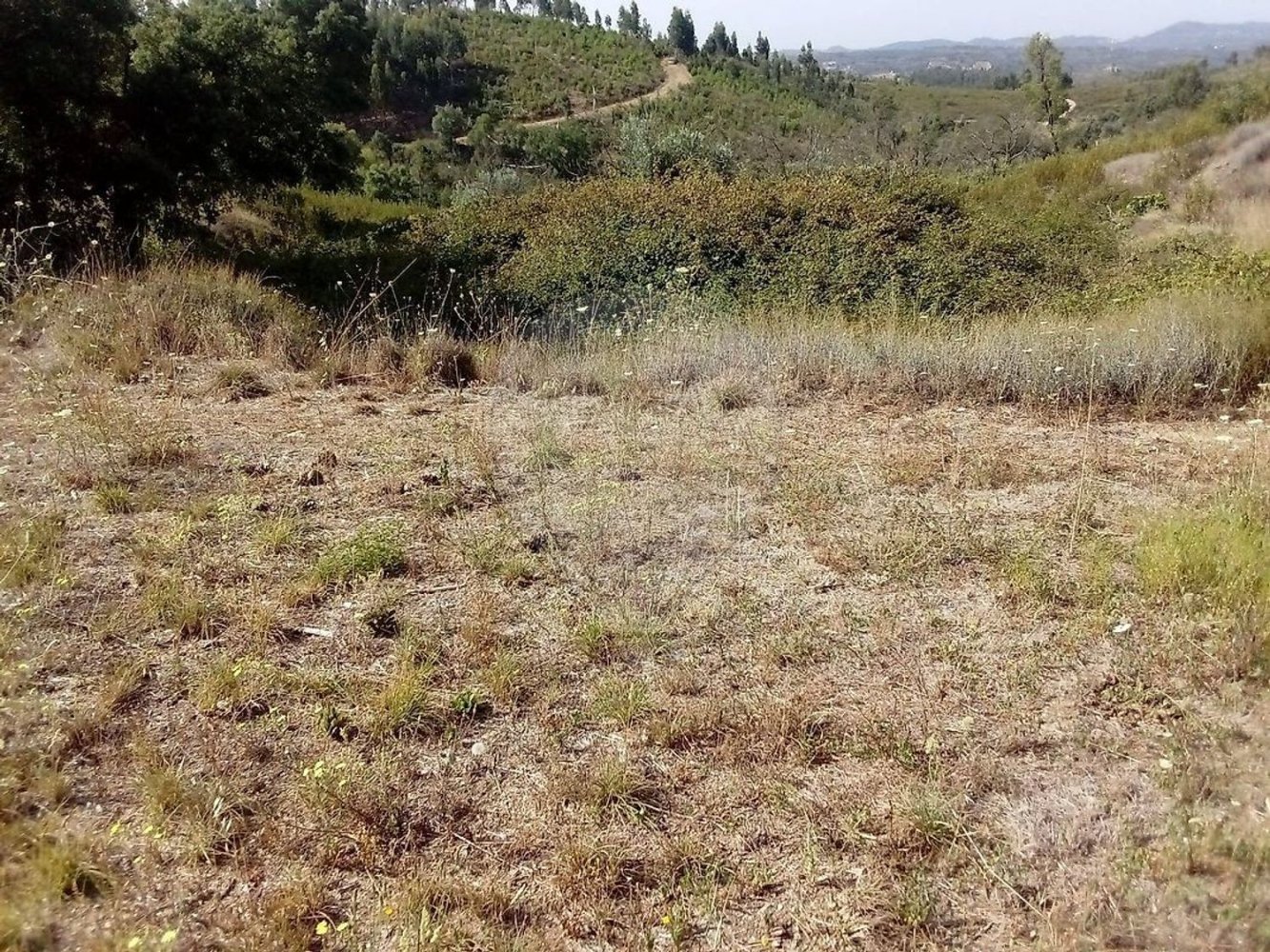 Terreno en Cardigos, Portugal No. 293698