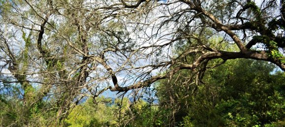 4673m² Hotel in Corfu, Greece No. 4064 9