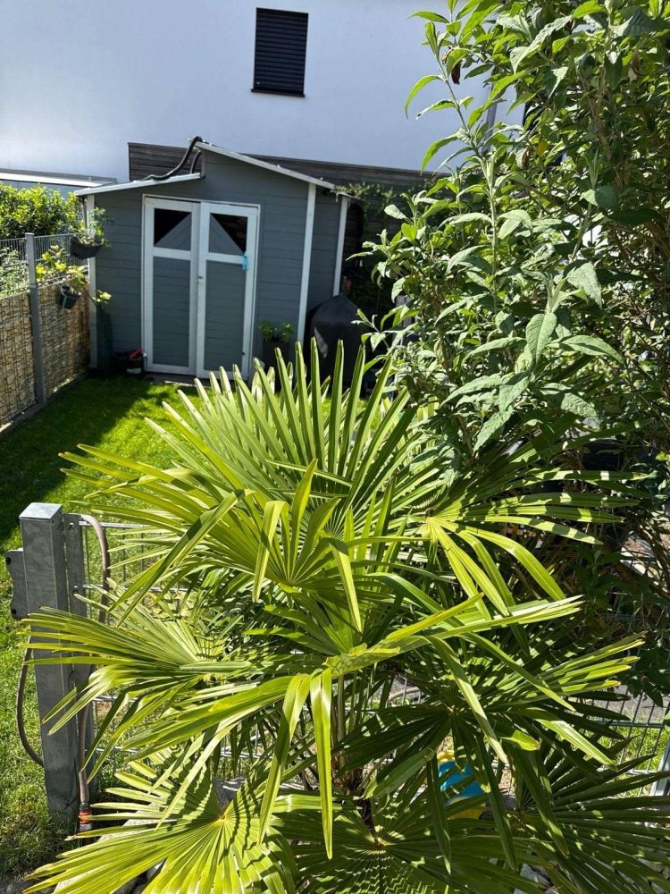 4 bedrooms Townhouse in Rhein-Pfalz, Germany No. 263480