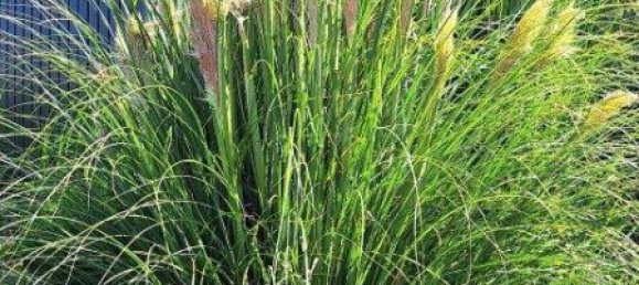 3غرفة منزل في Munchendorf, Austria رقم 238935 25