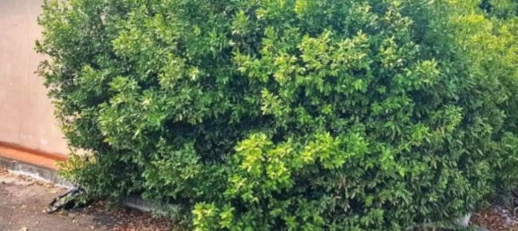 1غرفة مستودع في Rome, Italy رقم 336537 3