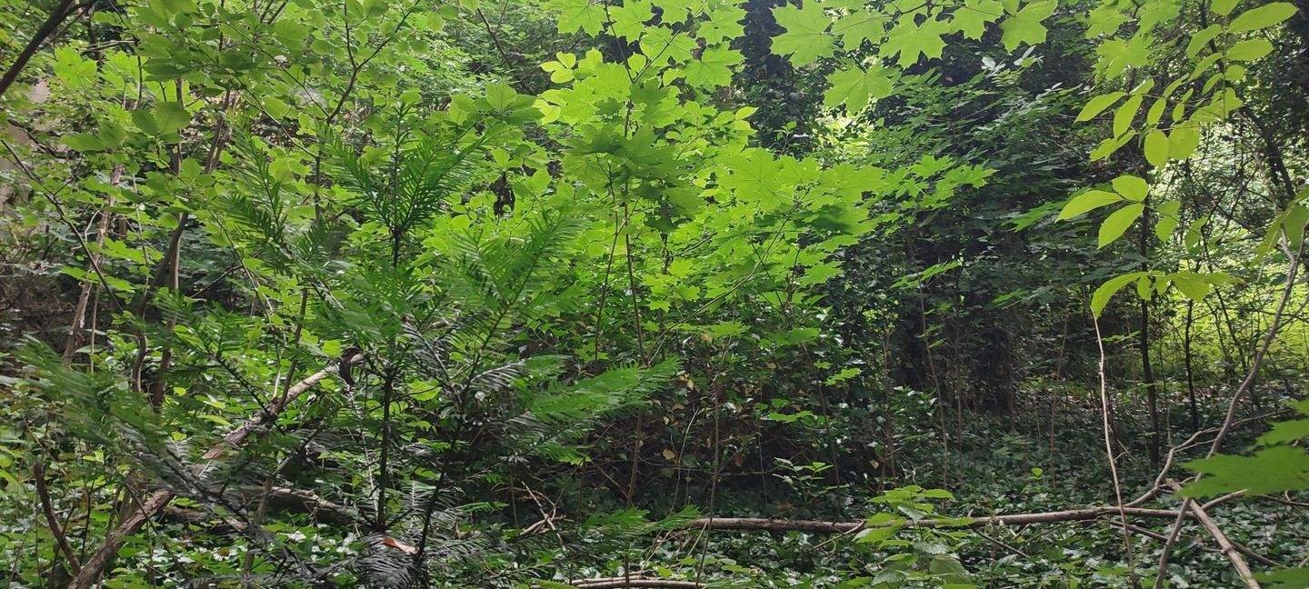 Grundstück in Wolfsberg, Austria, Nr. 255414