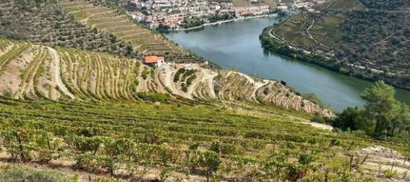 6 bedrooms House in Pinhao, Portugal No. 189245 7