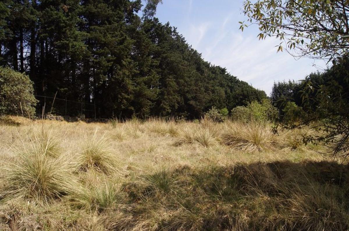  قطعة أرض في Ocoyoacac, Mexico رقم 205855