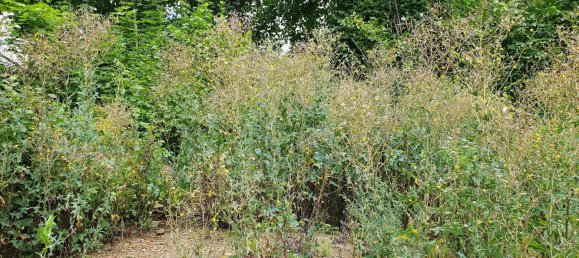 Terreno en Vogtlandkreis, Germany No. 244651 7