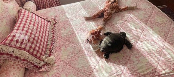 12 rooms Villa in Jesolo, Italy No. 156369 40