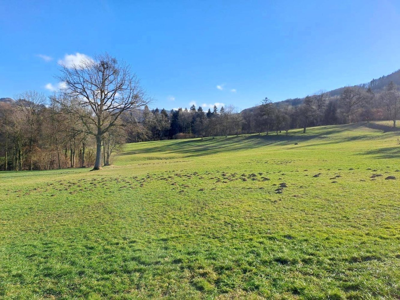 100000m² Land in Purgstall an der Erlauf, Austria No. 53624