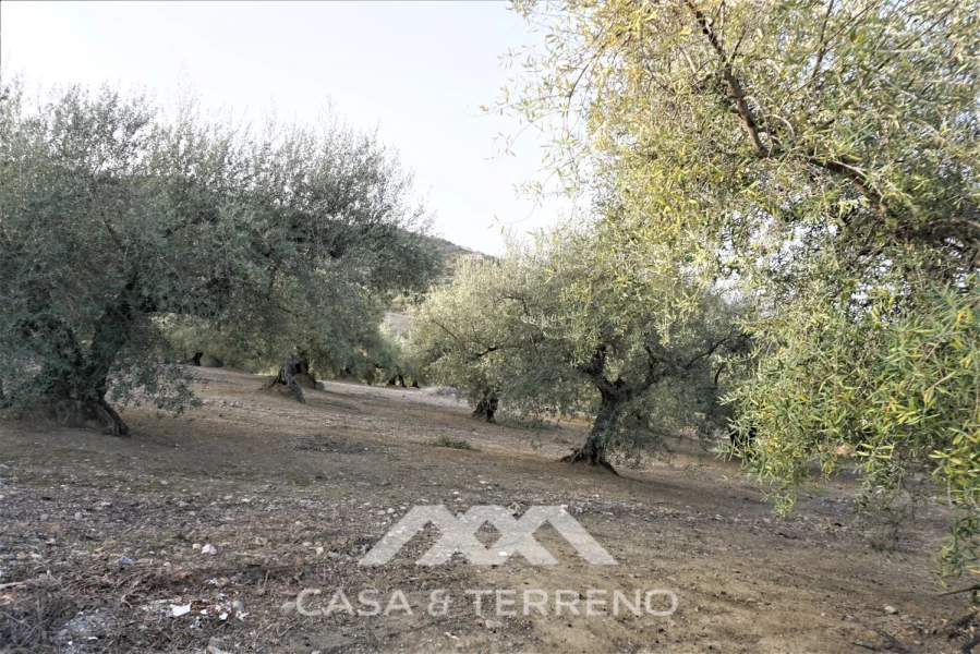 3 chambres Maison à Alcaucin, Spain No. 45173