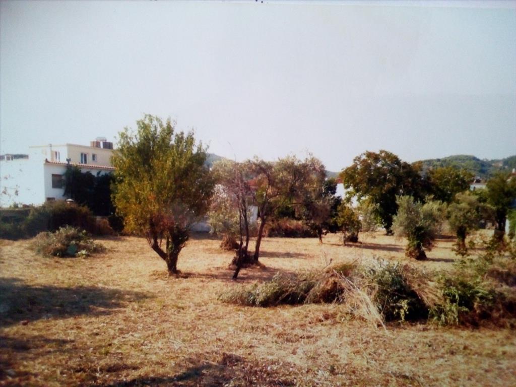  فندق في Sporades, Greece 3500متر مربع رقم 6331