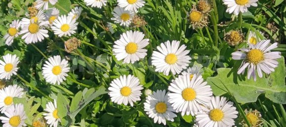 Grundstück in Ervidel, Portugal 6731m², Nr. 76114 19