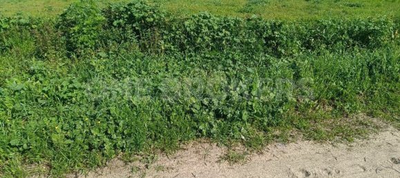 Grundstück in Ervidel, Portugal 6731m², Nr. 76114 5