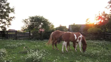 9غرفة قلاع في Zistersdorf, Austria رقم 66913