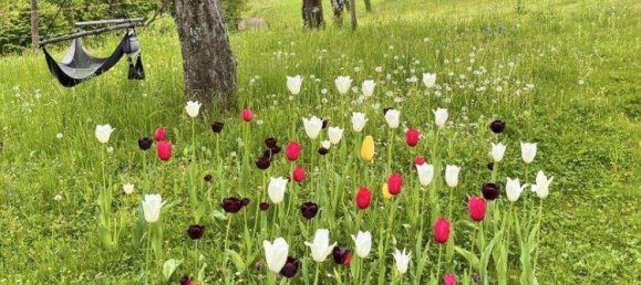 5 rooms House in Minihof-Liebau, Austria No. 151725 8