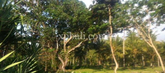 قطعة أرض في Negara, Indonesia 62440متر مربع رقم 3892 4