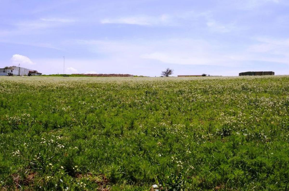  قطعة أرض في Almoloya de Juarez, Mexico رقم 205604