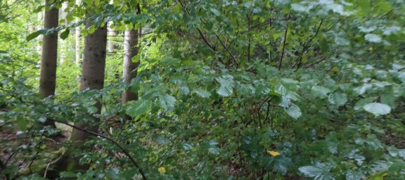  قطعة أرض في Freyung-Grafenau, Germany رقم 243746 9