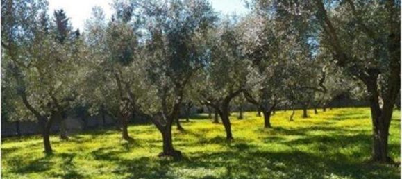 10 rooms House in Campi Salentina, Italy No. 215402 23